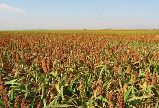 Ученые в Башкирии разработали технологию повышения урожайности зерна на 15-25%
