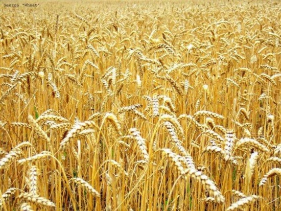 Дон выиграл «хлебную олимпиаду» России: Ростовская область впервые собрала свыше 10,5 млн тонн урожая ранних зерновых