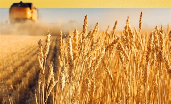 Минсельхоз России: на 1 августа собрано на 26% больше зерна, чем в прошлом году